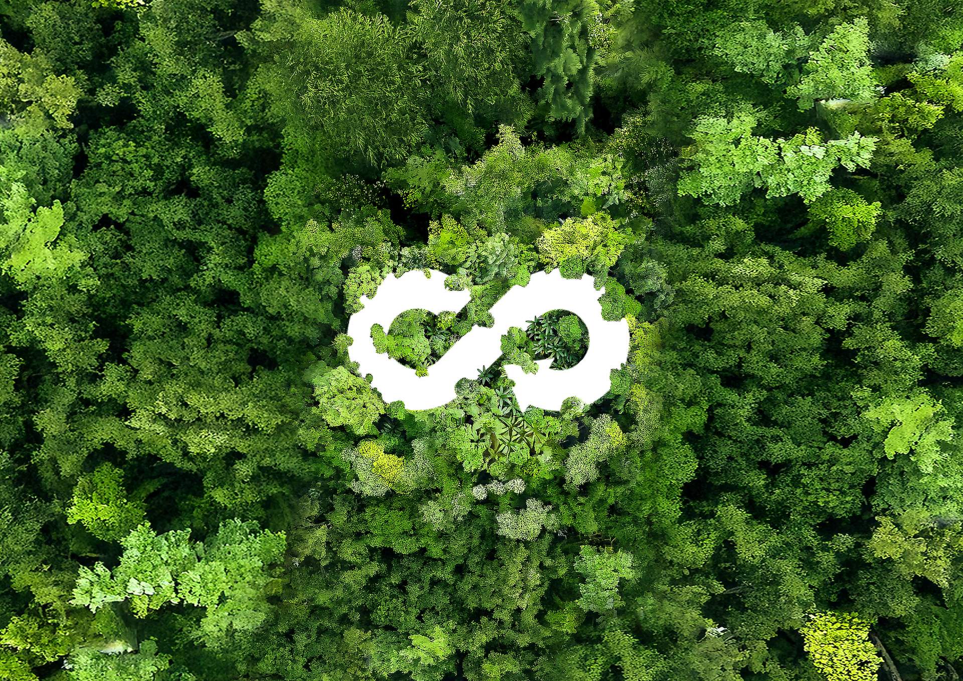 infinity loop forest image .jpg