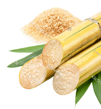 Sugarcane